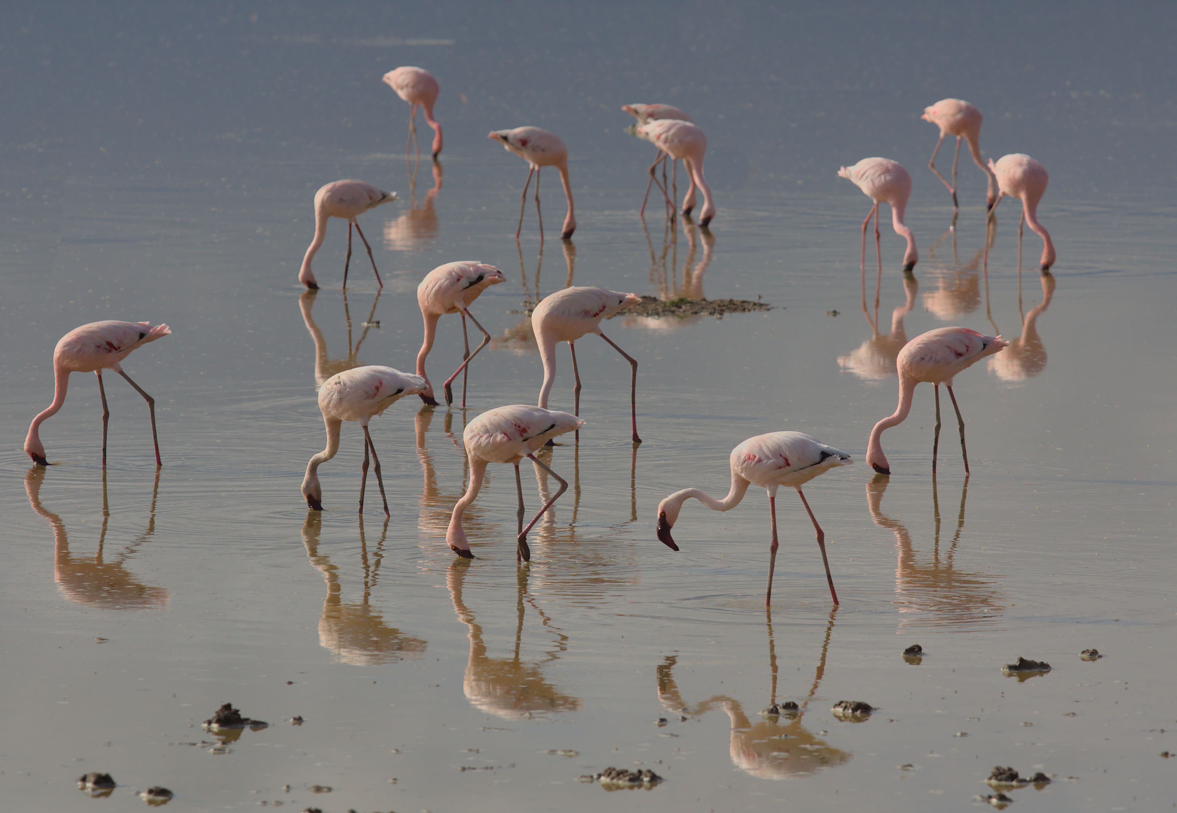 Luxury safari lodge with views of Amboseli landscape